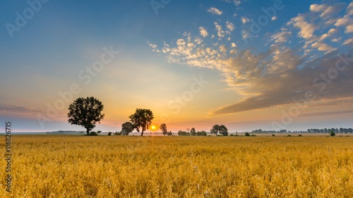 Misty morning landscape with cereal field under beautiful sky.