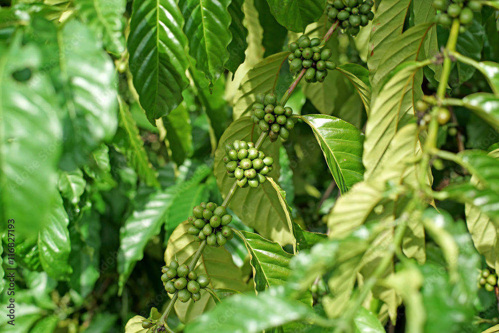 young coffee beans on tree young coffee beans on tree