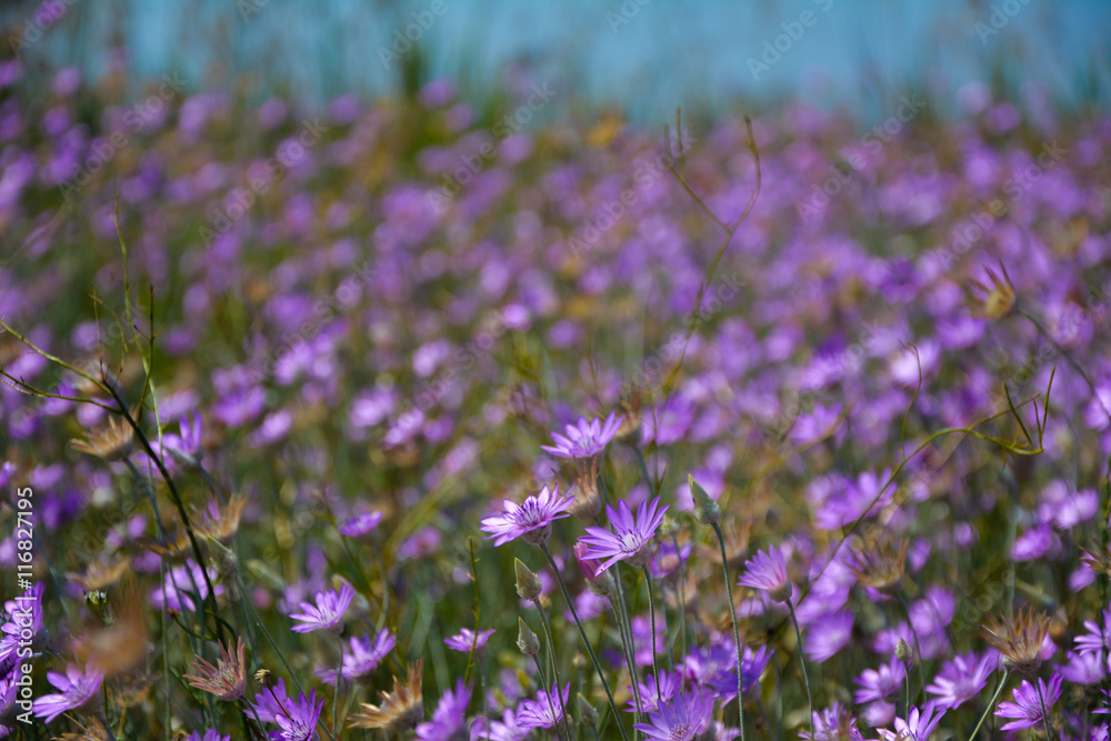 Obraz premium Сornflowers field with beautiful bokeh in the background