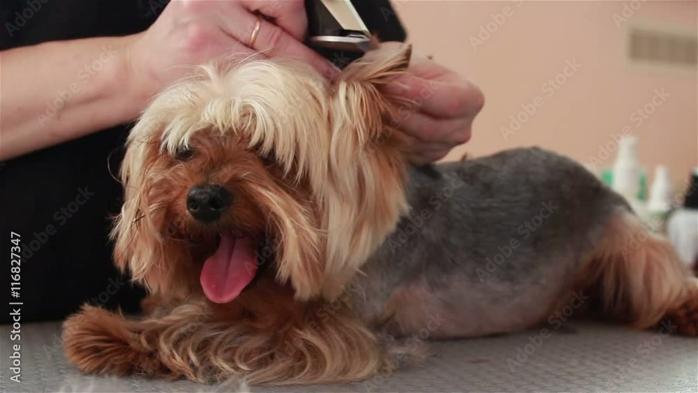 groomer cut hair on the ears Yorkshire Terrier groomer cut hair on the ears Yorkshire Terrier