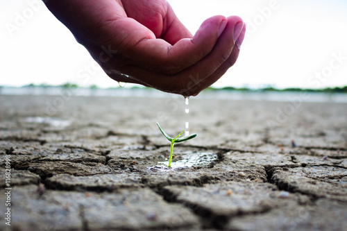 Obraz na plátně Hand watering the ground and tree barren.