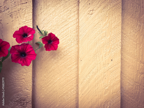 Flower on painted wooden ba...