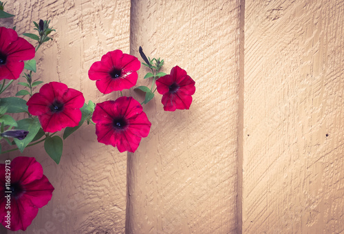 Flower on painted wooden ba...