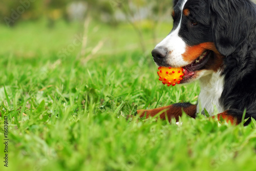 happy family dog Bernese mountain dog lying on the grass in the