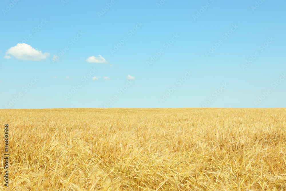 Golden wheat field on blue sky background Golden wheat field on blue sky background