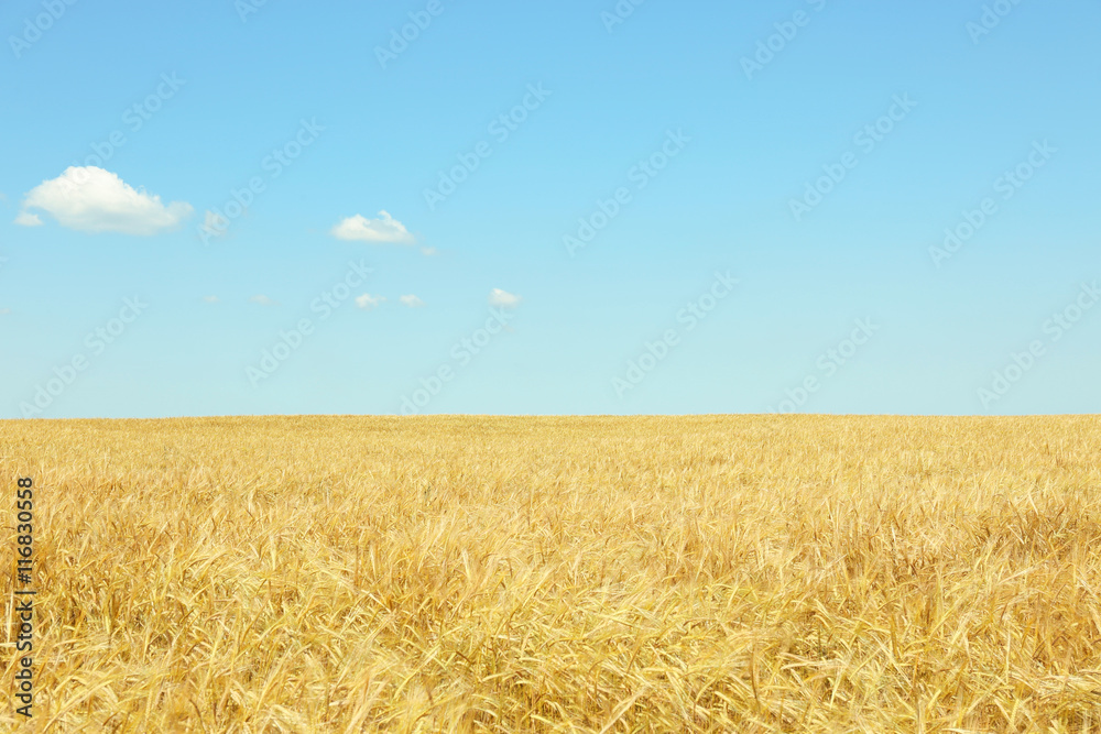 Golden wheat field on blue sky background