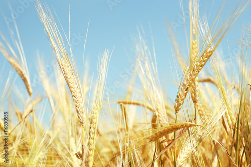 Golden wheat on blue sky background