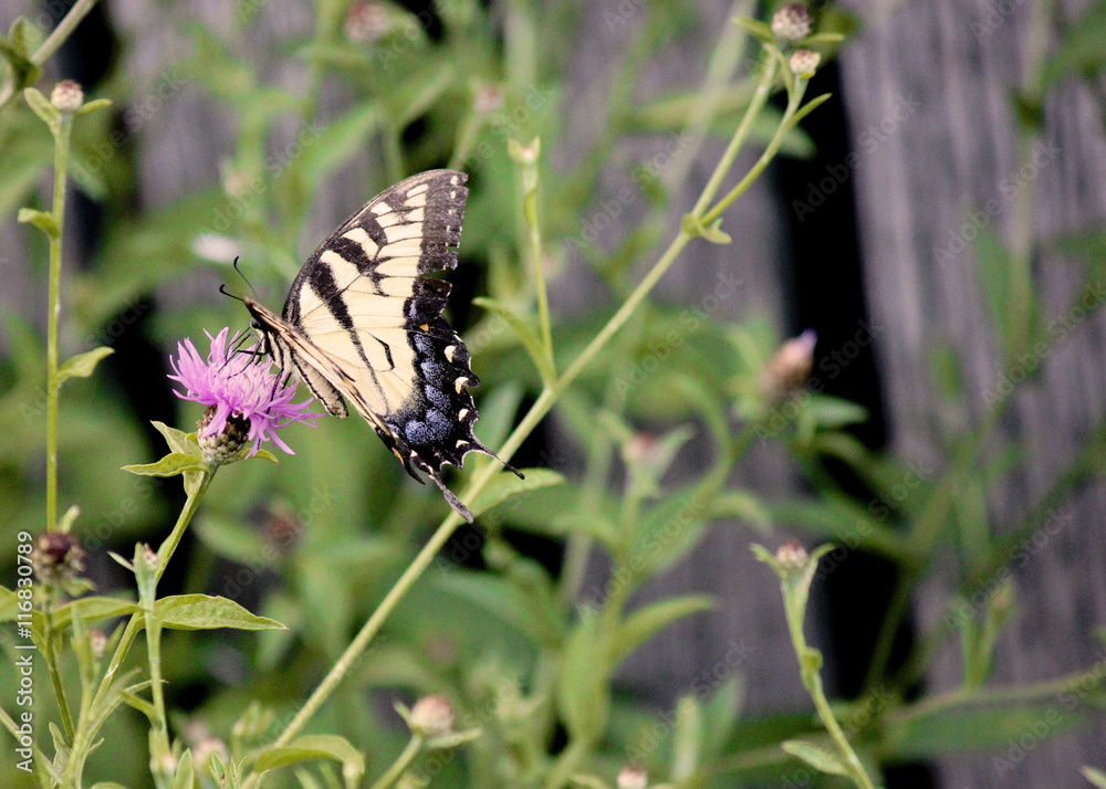 Fototapeta premium Swallowtail Alit on a Flower