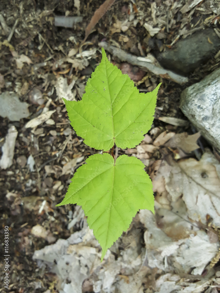Young Green Maple Leaves Young Green Maple Leaves