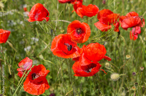 Blooming field of red poppies.