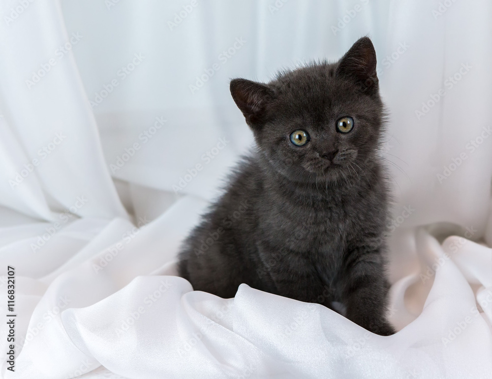 Beautiful little tabby kitten on window sill. British Shorthair breed. Beautiful little tabby kitten on window sill. British Shorthair breed.