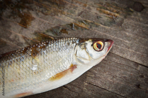 Dace fish on the wooden background