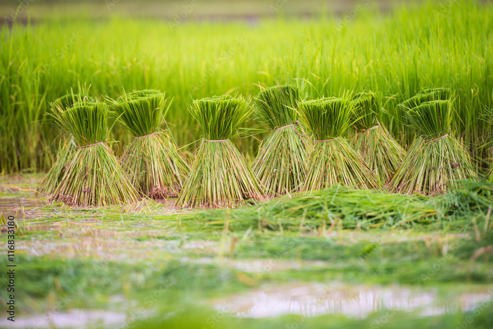 Obraz premium young rice plant in rice field