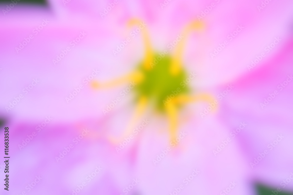 Closup Blur Pink flower Zephyranthes grandiflora