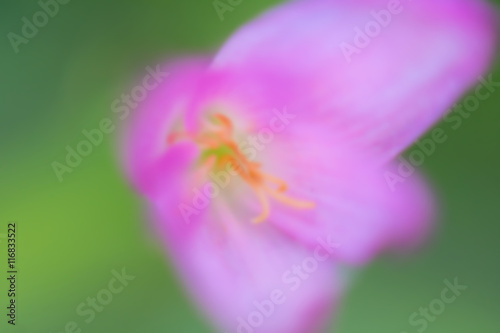 Closup Blur Pink flower Zephyranthes grandiflora