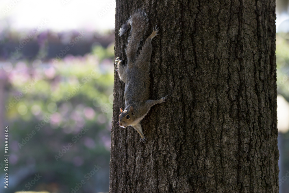 Fototapeta premium Squirrel Coming Down a Tree, Winter Park, Orlando, Florida
