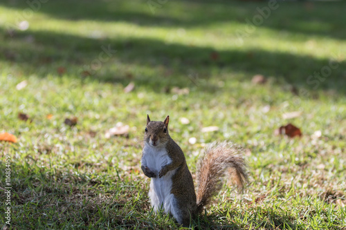 Fototapeta Naklejka Na Ścianę i Meble -  Squirrel Staring, Winter Park, Orlando, Florida