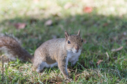 Squirrel Staring, Winter Park, Orlando, Florida