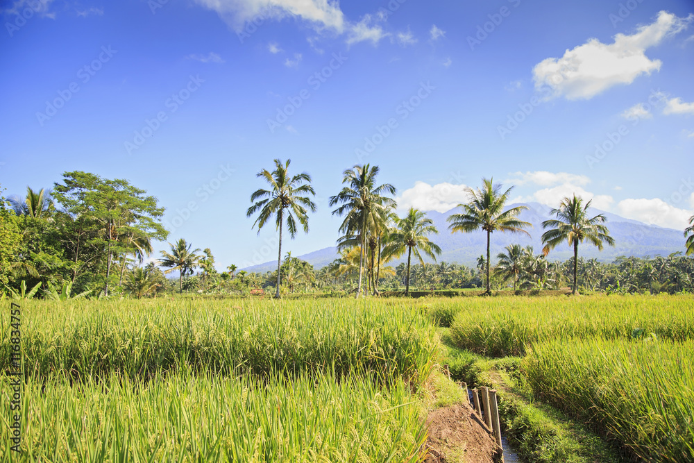 Rice field in Indonesia