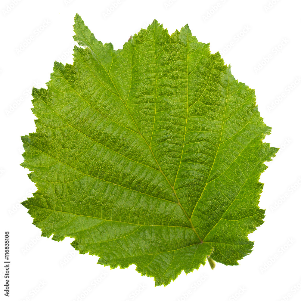 Hazelnut leaf on white Hazelnut leaf on white