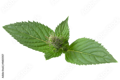 Mint herb on white