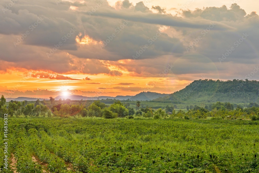 Lens Flare effect image style : along the field with green Cassava at mountains Landscape, sunny dawn in a Cassava field and beautiful twilight sky clouds
Lens Flare effect image style : along the field with green Cassava at mountains Landscape, sunny dawn in a Cassava field and beautiful twilight sky clouds
