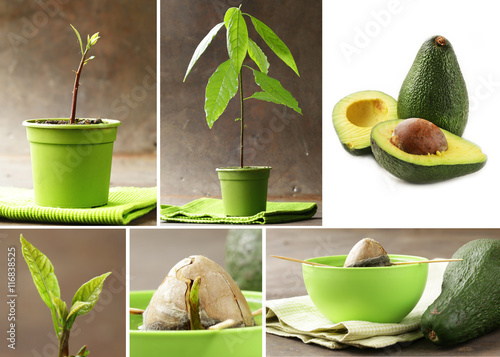 collage how to grow avocados at home