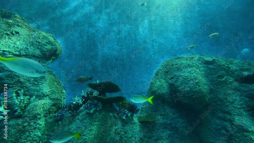Lots of fish in the fishtank Lots of fish in the fishtank
