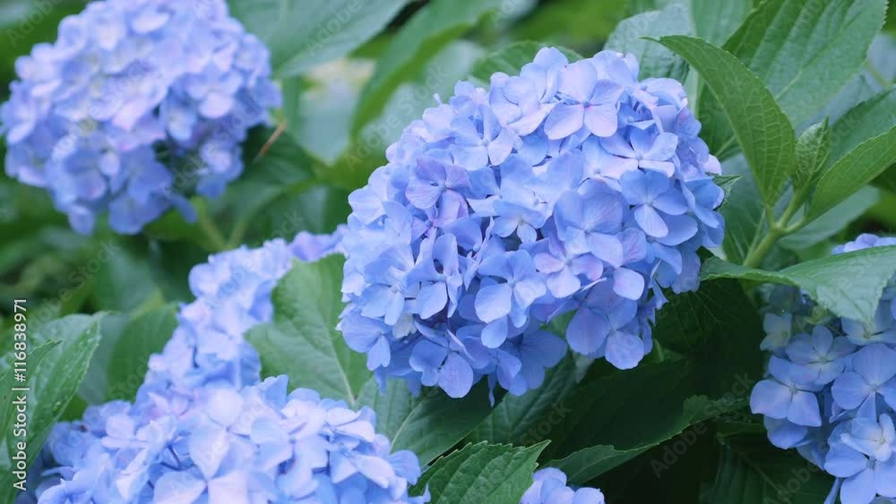 Hydrangea Flowers,in Kokubunji,Tokyo,Japan,Filmed in 4K Hydrangea Flowers,in Kokubunji,Tokyo,Japan,Filmed in 4K