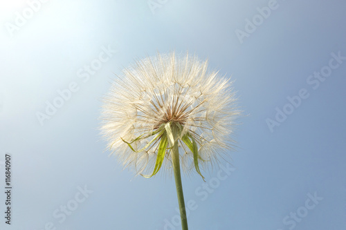 Salsify. Tragopogon dubius