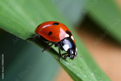 Coccinelle