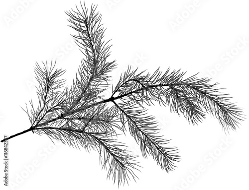 black pine tree branch sketch isolated illustration