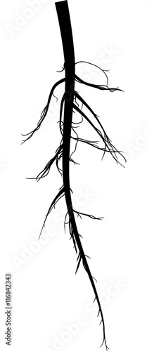 root long black silhouette isolated on white