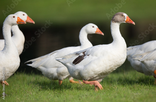 Domestic geese walking on pasture
