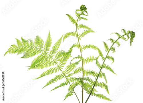 group of spring light fern leaves