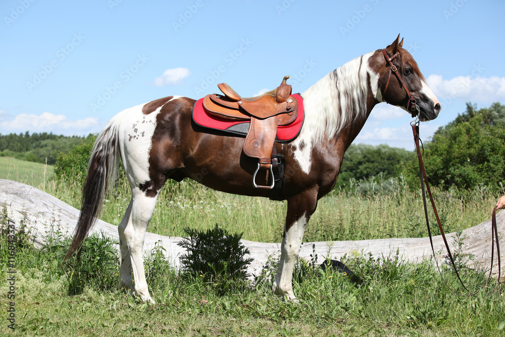 Fototapeta premium Portait of beautiful paint horse stallion