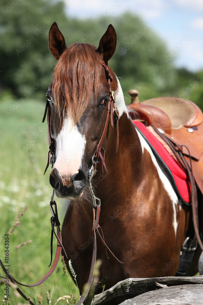 Portait of beautiful paint horse stallion Portait of beautiful paint horse stallion