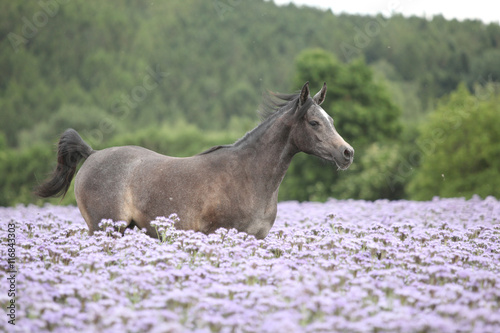 Nice arabian horse running in fiddleneck field