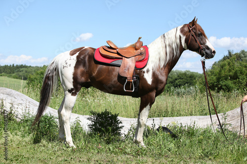 Portait of beautiful paint horse stallion © Zuzana Tillerova