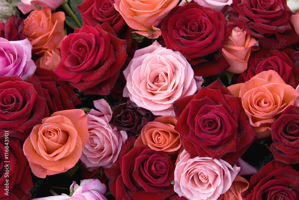 Naklejka premium Different colors of roses 