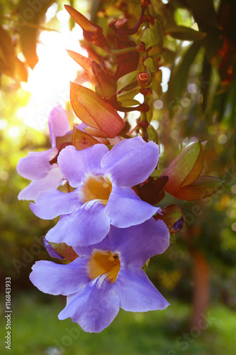 Thumbergia laurifolia flower (Blue trumpet vine, Thunbergia grandiflora, Bengal clockvine, Bengal trumpet, blue skyflower, blue trumpetvine and skyvine) photo