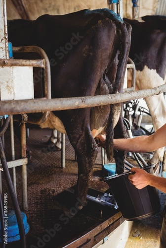 Man milking a cow photo