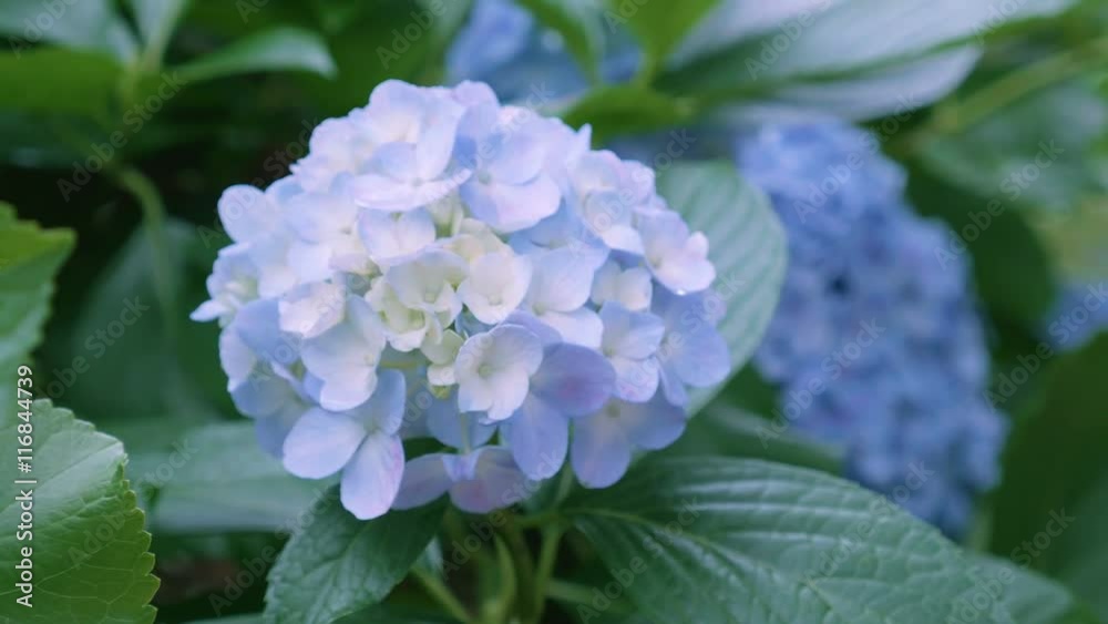 Hydrangea Flowers,in Kokubunji,Tokyo,Japan,Filmed in 4K Hydrangea Flowers,in Kokubunji,Tokyo,Japan,Filmed in 4K