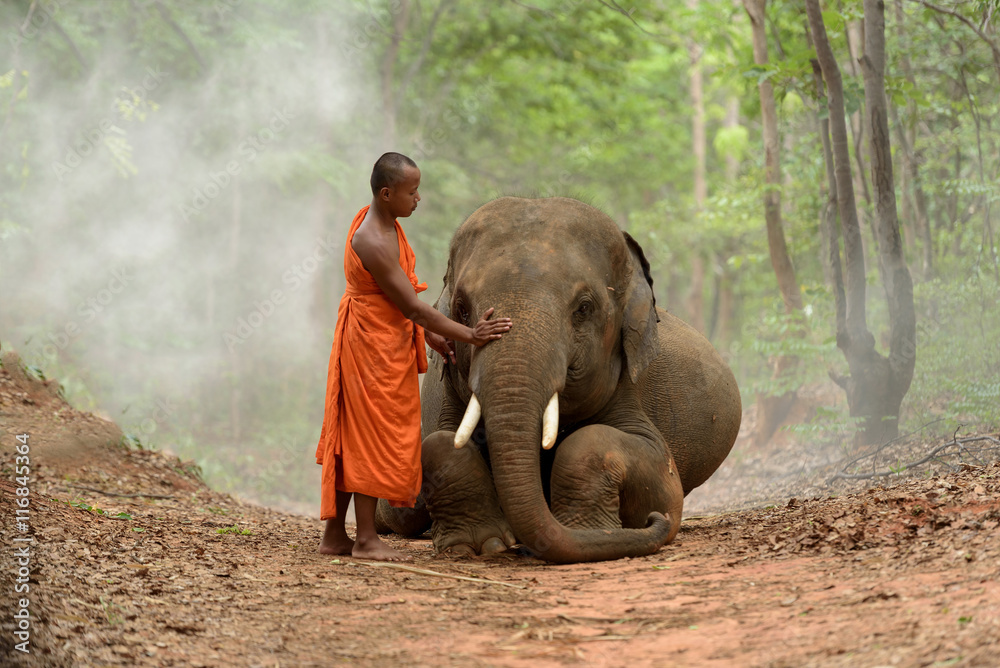 Fototapeta premium monk and elephant