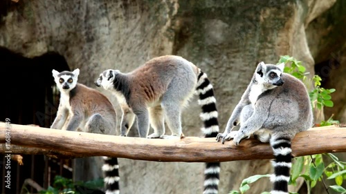 lemur  in chiangmai Thailand