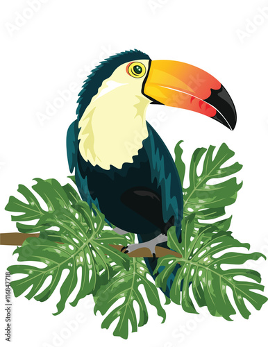 Vector Toucan sitting on tree branch isolated on white background. Tropical birds