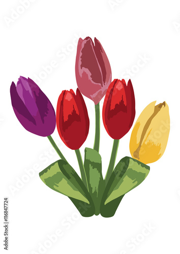 Tulip Flowers Bouquet Vector