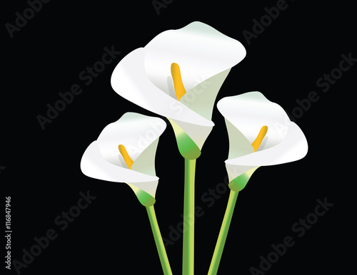 Fototapeta Naklejka Na Ścianę i Meble -  White Calla Lily flowers on black background Vector
