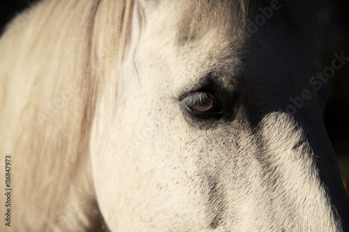 Horse in the paddock during the day