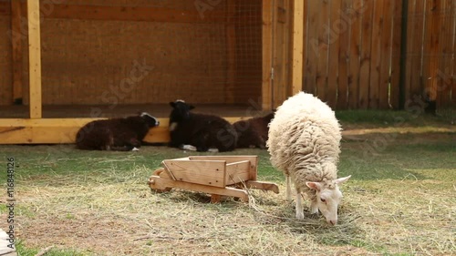 Sheep graze on the village metochion, the sheep eats hay photo